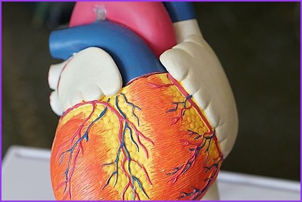 Healthy joints and nutrition